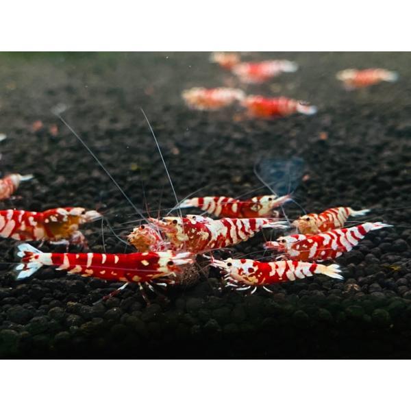 レッドファンシータイガーシュリンプ 20匹 （1．0ー1．5cm
