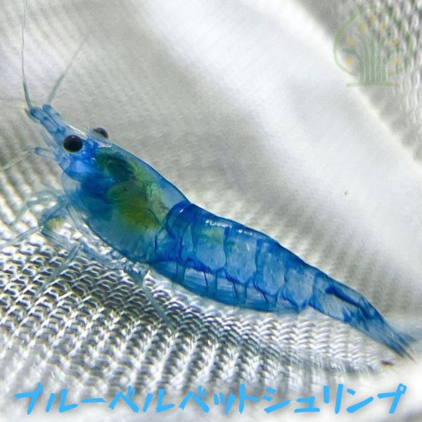 【学　名】Neocaridina davidi【名　称】ブルーベルベットシュリンプ（Blue Velvet Shrimp）※画像は参考個体ですので予めご承知おきください【数　量】２０匹＋α【サイズ】約１．０?１．５cm※目測での採寸になりま...