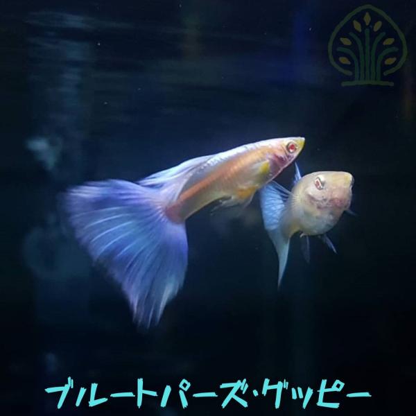 ブルートパーズ・グッピー RREA （１ペア） 計２匹 （３．０ｃｍ?４．０ｃｍ）