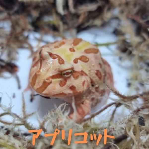 クランウェルツノガエル　アプリコット　１匹　両生類