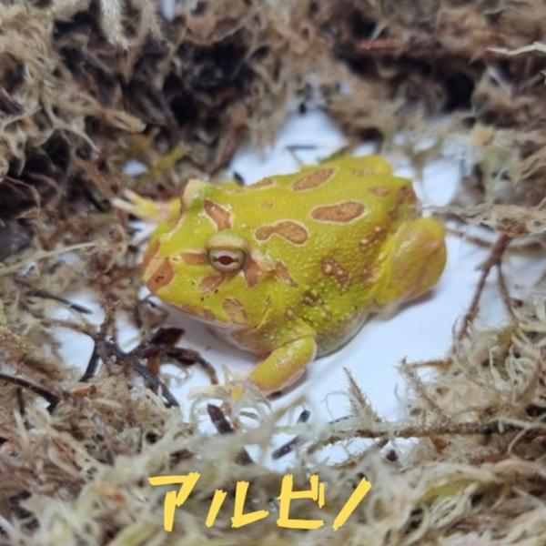 クランウェルツノガエル　アルビノ　１匹　両生類