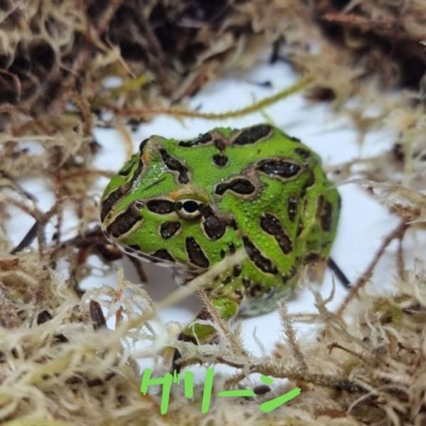 クランウェルツノガエル　グリーン　１匹　両生類