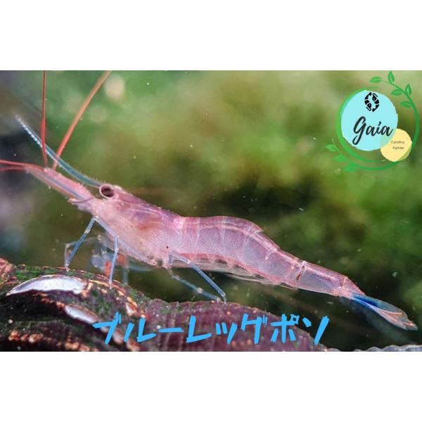 ブルーレッグポソシュリンプ　１匹（０．８ー１．３ｃｍ）
