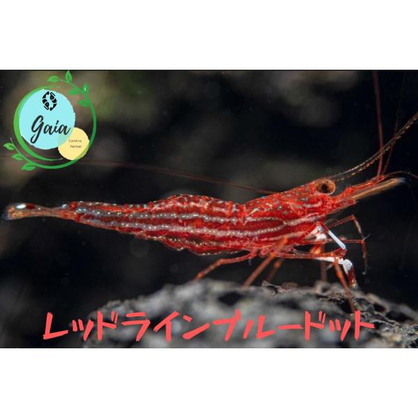 レッドラインシュリンプ　３匹（０．８ー１．３ｃｍ）