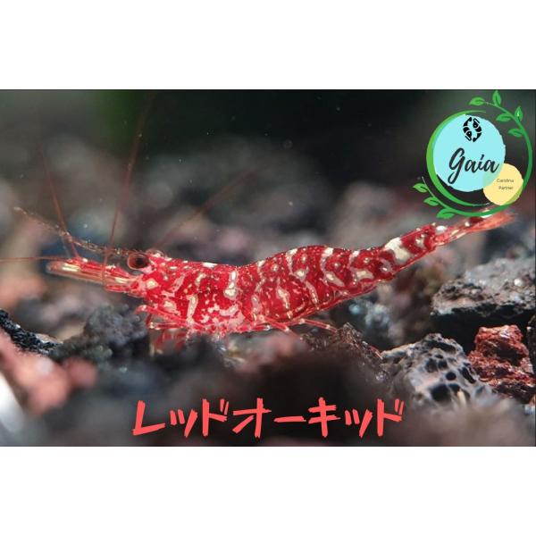 レッドオーキッドシュリンプ　１匹（０．８ー１．３ｃｍ）