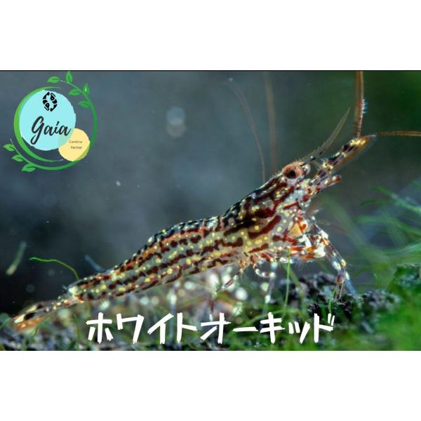 ホワイトオーキッドシュリンプ　５匹（０．８ー１．３ｃｍ）＋α
