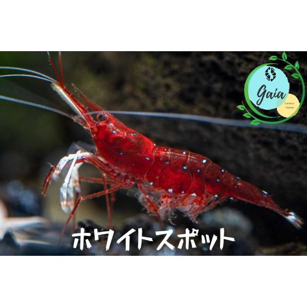 ホワイトスポットシュリンプ　３匹（０．８ー１．３ｃｍ）