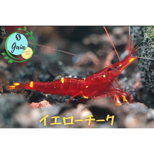 イエローチークシュリンプ　５匹（０．８ー１．３ｃｍ）＋α