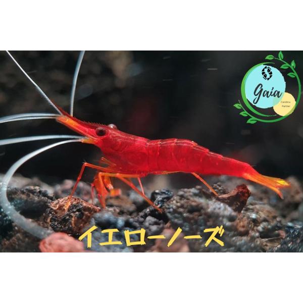 イエローノーズシュリンプ　１匹（０．８ー１．３ｃｍ）