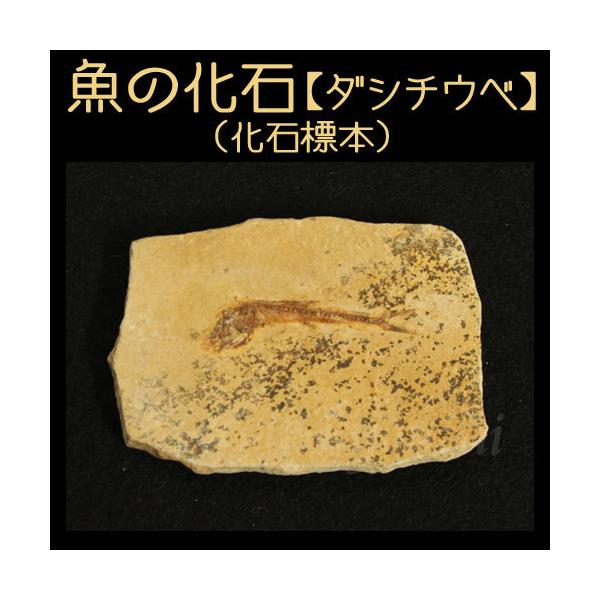 ●化石標本（動物化石・植物化石）の中でも代表的な化石を選びました。 ●自然化石のため、寸法は若干異なります。　品切れの場合はご容赦ください。時代：中生代　原産地：ブラジル大きさ 約40×50mm
