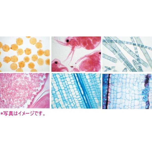 生物プレパラート：植物組織 10種（ケース入） : 学林舎 - 通販