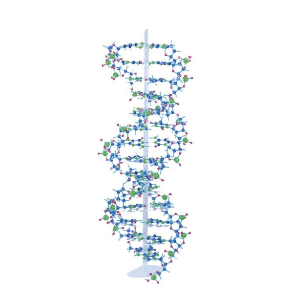 分子構造模型 モルタロウ DNAセット ＊DNA(B型)を作製することのできる
