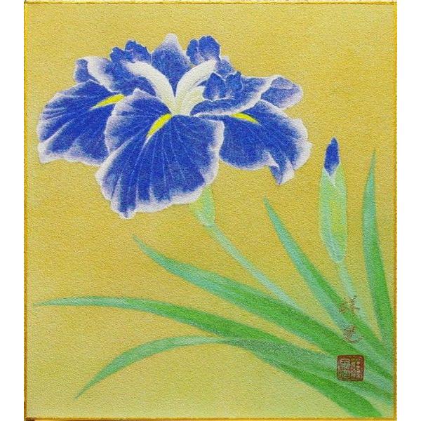 日本画菖蒲(曙光) 日本画菖蒲(曙光)