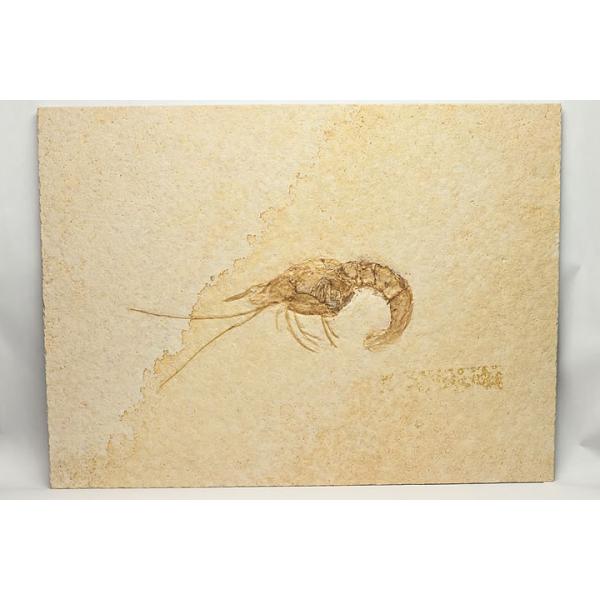 エビ化石 ドイツ産 : ギャラリーメイスン ヤフー店 - 通販 - Yahoo