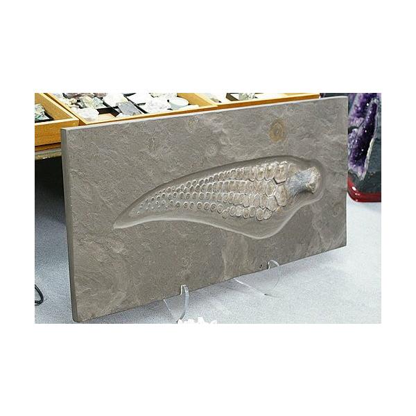 博物館クラス 化石 イクチオサウルス 前ビレ