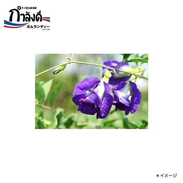 送料無料 バタフライピー種子 蝶豆 チョウマメ クリトリア アンチャン 約10粒 Tj ガムランディーストアヤフー店 通販 Yahoo ショッピング