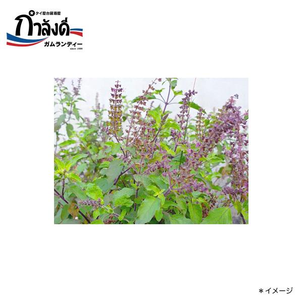 yz󏭎I oCJpIEf[iԃKpIEԃz[[oWj̎q@50