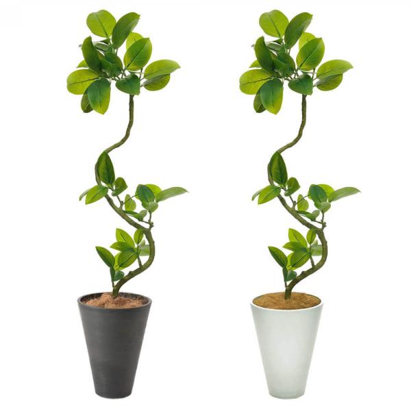 tFCNO[ ϗtA tBJXEAeV} 142cm tAO[ CeA ItBXO[