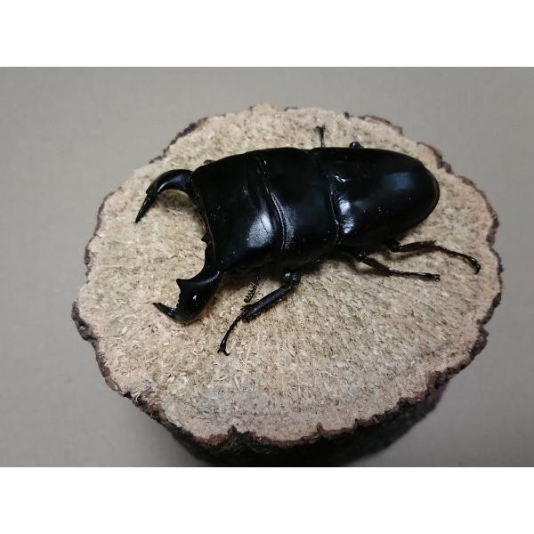 ダイオウヒラタ ♂75mm ♀フリーmmペア（ブリード） : Garage