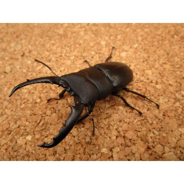 ゴトウヒラタクワガタ ♂67mm ♀39mmペア : Garage疾風 - 通販
