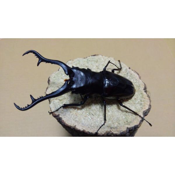 ギラファノコギリクワガタ・亜種ダイスケ ♂♀ペア（ブリード