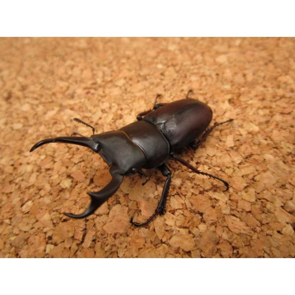 大型血統】コクワガタ ♂43mm ♀31mm ペア : Garage疾風