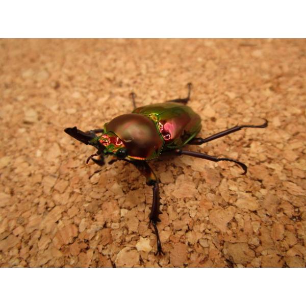 赤色血統】ニジイロクワガタ ♂37mm ♀30mmペア : Garage疾風