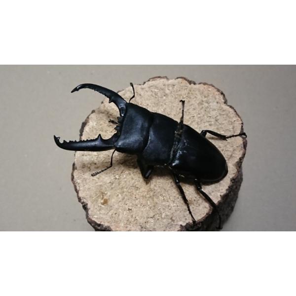 パラワンオオヒラタ ♂91mm 単品（ブリード）【処分品】 : Garage