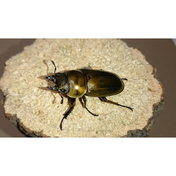 ローゼンベルグオウゴンオニクワガタ ♀単品（ブリード） : Garage疾風 