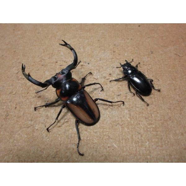 大型】スペキオススシカクワガタ ♂63mm ♀34mmペア