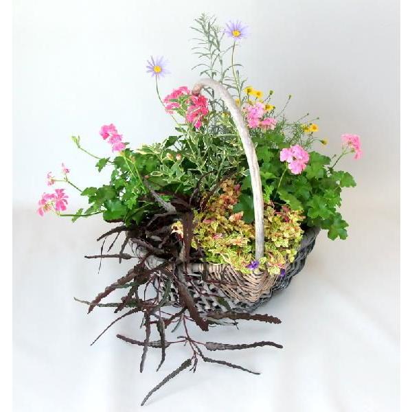 夏の花 寄せ植え 秋の寄植え 夏の寄せ植え 季節の 手付き かご バスケット 寄せ植え お任せだからお値打ち ギフト 誕生日プレゼント Gfs 5 ガーデンエルフ Yahoo 店 通販 Yahoo ショッピング