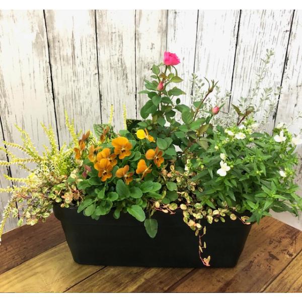 数量限定 寄せ植え よせうえ 初夏〜夏の 寄せ植え 寄植え 夏の花