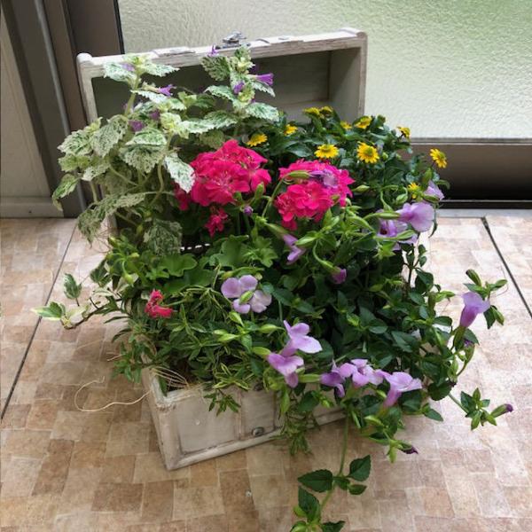 コンパクトだけど、存在感のある寄せ植えです。ちょっとしたギフトにも…。 