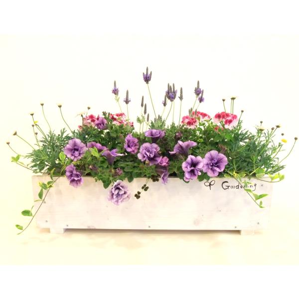 No.342 343　カネタロウ　寄せ植え　花 寄せ植え よせうえ 初夏の寄せ植え 花ギフト お誕生日プレゼント