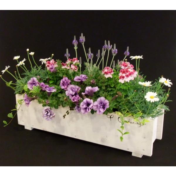 寄せ植え 初夏の寄せ植え 初夏の花 お誕生日プレゼント 花ギフト 開店祝い ゴージャスな寄せ植え スリム木製プランター 新築祝い に最適 Buyee Buyee 提供一站式最全面最專業現地yahoo Japan拍賣代bid代拍代購服務 Bot Online