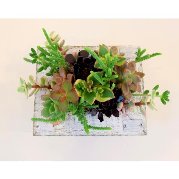 木製額の多肉植物タブロー 寄せ植え Buyee Buyee 提供一站式最全面最专业现地yahoo Japan拍卖代bid代拍代购服务 Bot Online