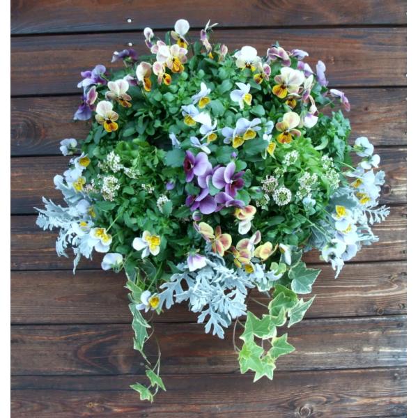 寄せ植え ギフト 春の寄せ植え 春の ハンギングバスケット 壁掛け寄せ植え ビオラ と スィートアリッサム Hbs 2 ガーデンエルフ Yahoo 店 通販 Yahoo ショッピング