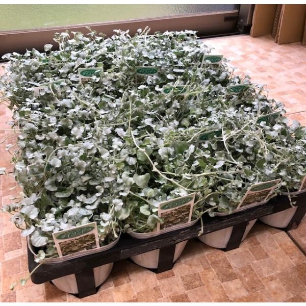 ＊1ケース24入（3.5号ポットの場合20入 2.5号ポットでも20入のこともあります）*タイミングが合わず、生産者さんのところで品切れのこともあります　その場合は判り次第連絡させて頂きます＊店に在庫がない場合、ご注文を頂いてから市場・生産...