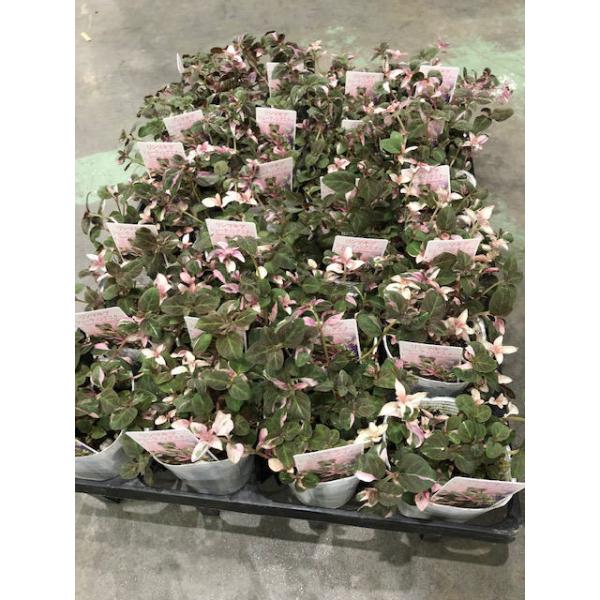 V}LA V[eBOX^[ 1P[X 24  H@V}LAV[eBOX^[ OhJo[ Gh~