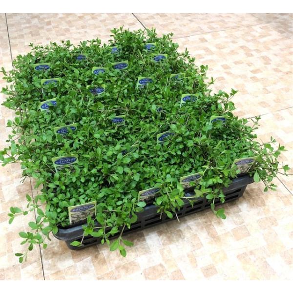 ＊画像の物（’21　10/15撮影）は24入です　＊冬季は若干緑が少なめです　春になると再び新芽が吹きます＊20入り、24入り、28入りは仕入れのタイミング、生産者さんの違いによりまちまちです　その時一番良い状態の物を発注します*花の色はピ...