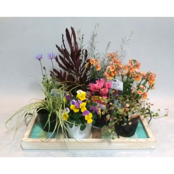 花苗 花の苗 秋の花 夏の花 寄植え 寄せ植え 秋の寄せ植え