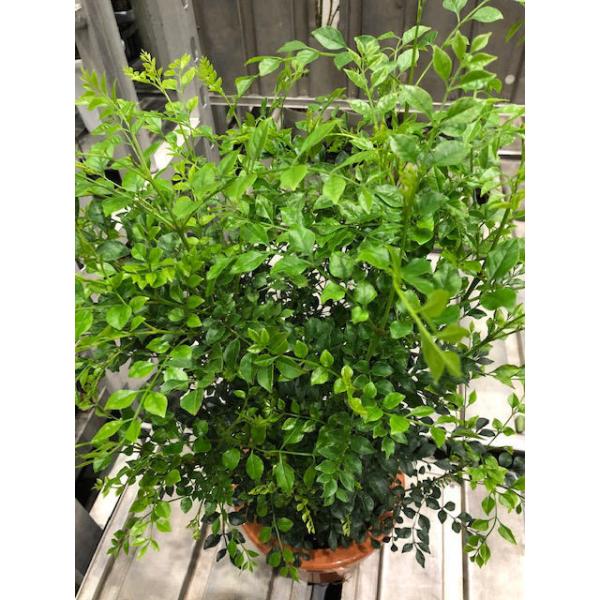 �V�}�g�l���R 7�� ���i�摜2