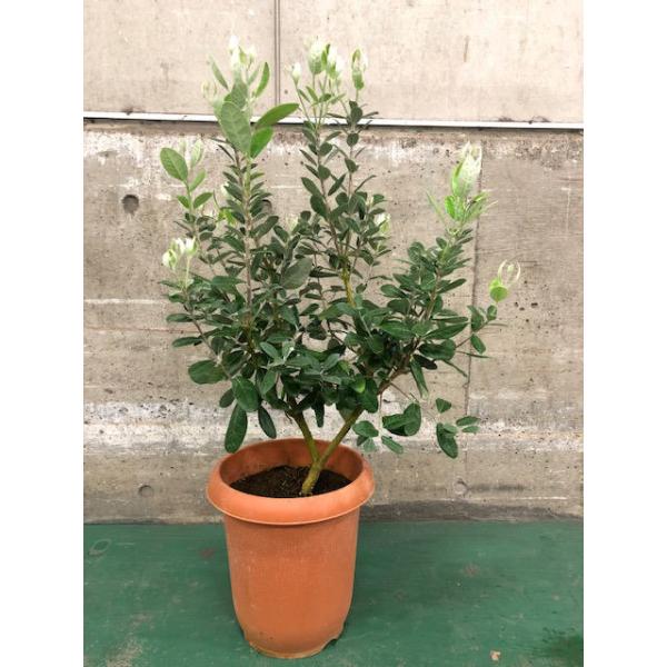 サイズ：8号（鉢の直径24cm）（樹高→60〜110センチ程度）＊生産者さんに発注する際 樹高をある程度指定してもやはり時季によっては100センチ以上の株が入荷することが有り、その場合は品代と送料を加算させて頂くことがあります　ご理解頂けま...