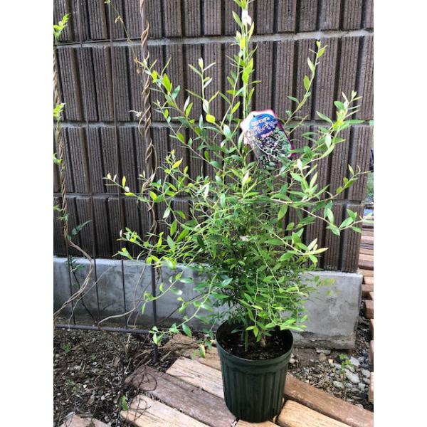 ビルベリー 6号 果樹 ワイルドブルーベリー : ガーデンエルフ Yahoo!店