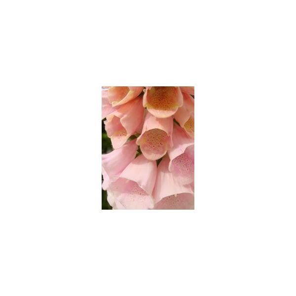 ジギタリス 苗 各種 /【Buyee】 ジギタリス 苗 各種 /【Buyee】