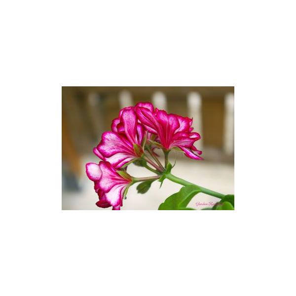 バラ咲きアイビーゼラニウム メキシカトムキャット 八重咲き 開花鉢植え Buyee Buyee Japanese Proxy Service Buy From Japan Bot Online