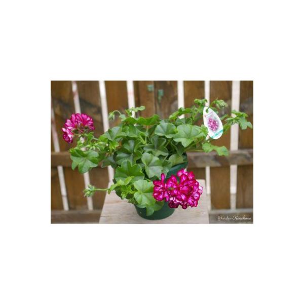バラ咲きアイビーゼラニウム メキシカトムキャット 八重咲き 開花鉢植え Buyee Buyee Japanese Proxy Service Buy From Japan Bot Online