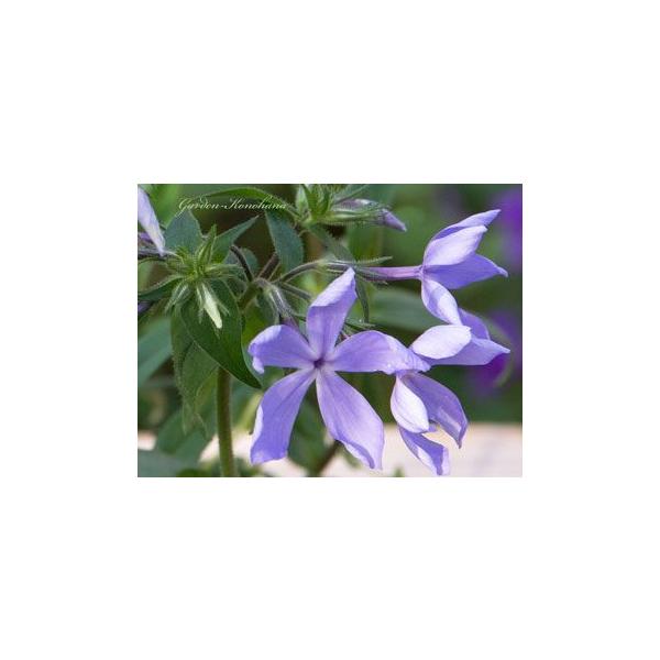 フロックス ブルーパフューム 開花苗 Buyee Buyee 日本の通販商品 オークションの代理入札 代理購入