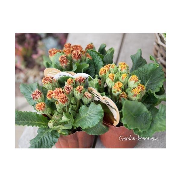 プリムラ ジュリアン ココア 開花苗 3 5号ポット バラ咲きタイプ 耐寒性宿根草 Buyee Buyee 日本の通販商品 オークションの代理入札 代理購入