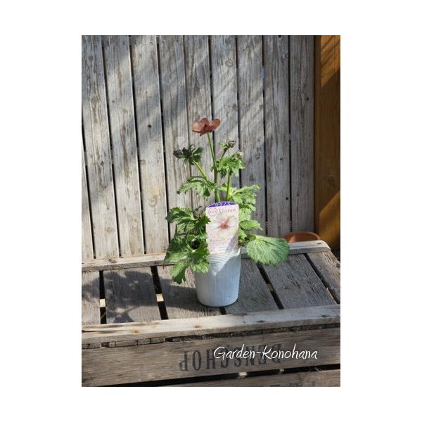 ラックス ラナンキュラス ウラノス 綾園芸 3 5号ロングポット開花苗 Buyee Buyee 日本の通販商品 オークションの代理入札 代理購入